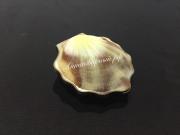 Серебряная пудреница Ракушка. 875 проба.